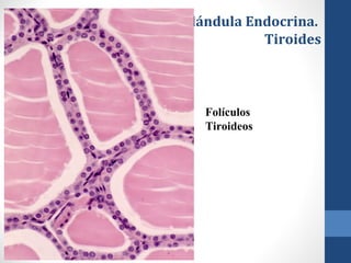 Glándula Endocrina.
Tiroides
Folículos
Tiroideos
 