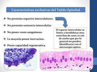 Caracteristicas exclusivas del Tejido Epitelial
✤ No presenta espacios intercelulares.
✤ No presenta sustancia intercelular.
✤ No posee vasos sanguineos.
✤ La mayoria posee inervacion.
✤ Posee capacidad regenerativa.
El espacio intercelular se
limita a hendiduras muy
estrechas de unos 20 nm
de ancho que por lo
general no pueden
identificarse con el
microcopio optico.
 