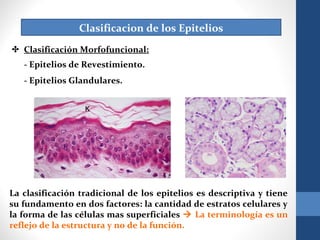 Clasificacion de los Epitelios
✤ Clasificación Morfofuncional:
- Epitelios de Revestimiento.
- Epitelios Glandulares.
La clasificación tradicional de los epitelios es descriptiva y tiene
su fundamento en dos factores: la cantidad de estratos celulares y
la forma de las células mas superficiales  La terminología es un
reflejo de la estructura y no de la función.
 