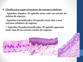 ✤ Clasificacion según el numero de estratos celulares:
- Epitelios Simples: El epitelio tiene solo un estrato de
celulas de espesor.
- Epitelios Estratificados: El epitelio tiene dos o mas
estratos celulares de espesor.
** Epitelios Pseudoestratificados: El epitelio aparenta
tener mas de un estrato celular de espesor.
 