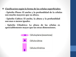 ✤ Clasificacion según la forma de las celulas superficiales:
- Epitelio Plano: El ancho y la profundidad de la células
son mucho mayores que su altura.
- Epitelio Cubico: El ancho, la altura y la profundidad
son mas o menos iguales.
- Epitelio Cilíndrico: La altura de las células es
apreciablemente mayor que las otras dimensiones.
 