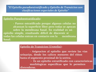 “El Epitelio pseudoestratificado y Epitelio de Transicion son
clasificaciones especiales de Epitelio”
Epitelio Pseudoestratidicado:
- Parece estratificado porque algunas celulas no
alcanzan la superficie libre pero todas se apoyan
sobre la membrana basal. En realidad es un
epitelio simple, resultando dificil de discernir si
todas las celulas entran en contacto con la membrana
basal.
Epitelio de Transicion (Urotelio):
- Asignacion al epitelio que reviste las vias
urinarias, desde los calices menores del riñon
hasta el segmento proximal de la uretra.
- Es un epitelio estratificado con caracteristicas
morfologicas especificas que le permiten
distenderse.
 