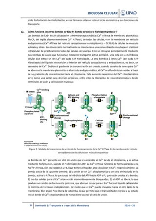BIOLOGIA CELULAR
21 Seminario 1: Transporte a través de la Membrana 2020 – 20
ciclo fosforilación-desfosforilación, estos ...