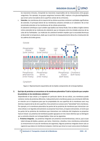 BIOLOGIA CELULAR
6 Seminario 1: Transporte a través de la Membrana 2020 – 20
las reacciones inmunes, incluyendo las reacci...