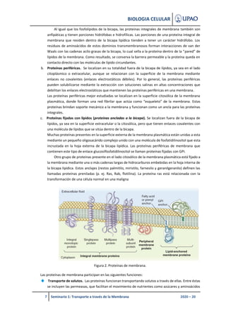 BIOLOGIA CELULAR
7 Seminario 1: Transporte a través de la Membrana 2020 – 20
Al igual que los fosfolípidos de la bicapa, l...