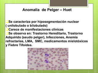 Anomalia de Pelger – Huet
Se caracteriza por hiposegmentación nuclear
( unilobulado o bilobulado)
Carece de manifestaciones clínicas
Se observa en: Trastorno Hereditario, Trastorno
Adquirido (seudo pelger), Infecciones, Anemia
refractarias, LMA, SMC, medicamentos mielotóxicos
y Fiebre Tifoidea.
 