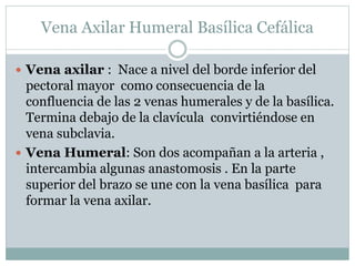 Vena Axilar Humeral Basílica Cefálica
 Vena axilar : Nace a nivel del borde inferior del
pectoral mayor como consecuencia de la
confluencia de las 2 venas humerales y de la basílica.
Termina debajo de la clavícula convirtiéndose en
vena subclavia.
 Vena Humeral: Son dos acompañan a la arteria ,
intercambia algunas anastomosis . En la parte
superior del brazo se une con la vena basílica para
formar la vena axilar.
 