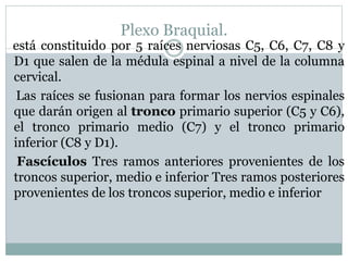 Plexo Braquial.
está constituido por 5 raíces nerviosas C5, C6, C7, C8 y
D1 que salen de la médula espinal a nivel de la columna
cervical.
Las raíces se fusionan para formar los nervios espinales
que darán origen al tronco primario superior (C5 y C6),
el tronco primario medio (C7) y el tronco primario
inferior (C8 y D1).
Fascículos Tres ramos anteriores provenientes de los
troncos superior, medio e inferior Tres ramos posteriores
provenientes de los troncos superior, medio e inferior
 
