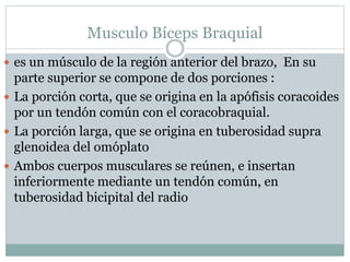 Musculo Bíceps Braquial
 es un músculo de la región anterior del brazo, En su
parte superior se compone de dos porciones :
 La porción corta, que se origina en la apófisis coracoides
por un tendón común con el coracobraquial.
 La porción larga, que se origina en tuberosidad supra
glenoidea del omóplato
 Ambos cuerpos musculares se reúnen, e insertan
inferiormente mediante un tendón común, en
tuberosidad bicipital del radio
 