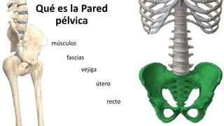 Qué es la Pared
pélvica
músculos
fascias
vejiga
útero
recto
 