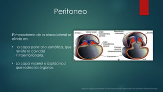 Pared abdominal y peritoneo para residentes de postgrado.pptx