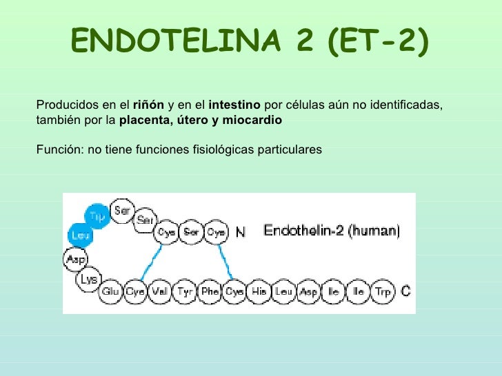 Endotelinas