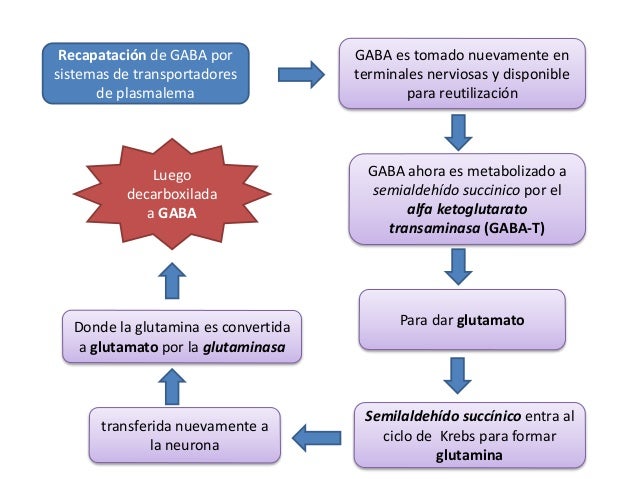 Seminario 2 glutamato y gaba!