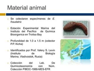 Material animal
   Se colectaron especímenes de E.
    fraudatrix

   Estación Experimental Marina del
    Instituto del Pacífico   de Química
    Bioorganica en Troitsa Bay

   Profundidad de 1.0 a 1.5 m (colector
    P.P. Kicha)

   Identificados por Prof. Valery S. Levin
    (Instituto        de           Biología
    Marina, Vladivostok, Rusia)

   Colección     del     Lab.   De
    Quimicotaxonomía     con   Núm.
    Colección PIBOC-1988-MES-EFR
 