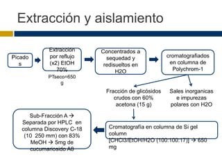 Extracción y aislamiento

            Extracción      Concentrados a
Picado      por reflujo       sequedad y              cromatografiados
   s        (x2) EtOH        redisueltos en            en columna de
               70%                H2O                   Polychrom-1
            PTseco=650
                 g
                             Fracción de glicósidos    Sales inorganicas
                                crudos con 60%           e impurezas
                                 acetona (15 g)        polares con H2O

      Sub-Fracción A 
   Separada por HPLC en
   columna Discovery C-18     Cromatografía en columna de Si gel
    (10 250 mm) con 83%       column
       MeOH  5mg de          [CHCl3/EtOH/H2O (100:100:17)]  650
      cucumariosido A8        mg
 