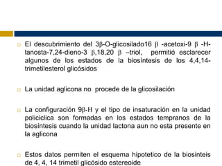    El descubrimiento del 3β-O-glicosilado16 β -acetoxi-9 β -H-
    lanosta-7,24-dieno-3 β,18,20 β –triol, permitió esclarecer
    algunos de los estados de la biosíntesis de los 4,4,14-
    trimetilesterol glicósidos


   La unidad aglicona no procede de la glicosilación


   La configuración 9β-H y el tipo de insaturación en la unidad
    policiclica son formadas en los estados tempranos de la
    biosíntesis cuando la unidad lactona aun no esta presente en
    la aglicona


   Estos datos permiten el esquema hipotetico de la biosinteis
    de 4, 4, 14 trimetil glicósido estereoide
 