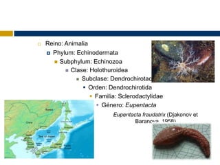    Reino: Animalia
     Phylum: Echinodermata

        Subphylum: Echinozoa
            Clase: Holothuroidea
                Subclase: Dendrochirotacea

                  Orden: Dendrochirotida
                     Familia: Sclerodactylidae
                       Género: Eupentacta
                            Eupentacta fraudatrix (Djakonov et
                                    Baranova, 1958)
 