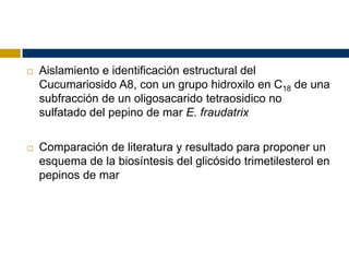    Aislamiento e identificación estructural del
    Cucumariosido A8, con un grupo hidroxilo en C18 de una
    subfracción de un oligosacarido tetraosidico no
    sulfatado del pepino de mar E. fraudatrix

   Comparación de literatura y resultado para proponer un
    esquema de la biosíntesis del glicósido trimetilesterol en
    pepinos de mar
 