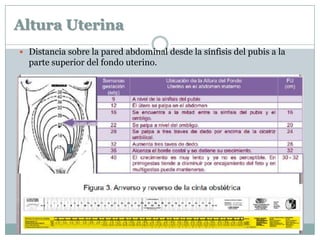 Altura Uterina
 Distancia sobre la pared abdominal desde la sínfisis del pubis a la
parte superior del fondo uterino.
 