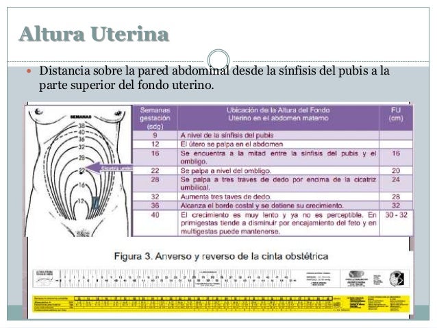 Semiología Obstétrica