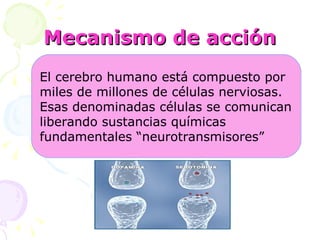 Mecanismo de acción El cerebro humano está compuesto por  miles de millones de células nerviosas.  Esas denominadas células se comunican liberando sustancias químicas  fundamentales “neurotransmisores” 