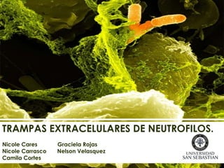 TRAMPAS EXTRACELULARES DE NEUTROFILOS. 
Transferencia Genética por Bacteriófago 
Nicole Cares Graciela Rojas 
Nicole Carrasco Nelson Velasquez 
Camila Cortes 
 