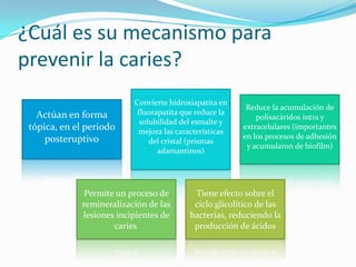 ¿Cuál es su mecanismo para
prevenir la caries?
Actúan en forma
tópica, en el periodo
posteruptivo
Convierte hidroxiapatita en
fluorapatita que reduce la
solubilidad del esmalte y
mejora las características
del cristal (prismas
adamantinos)
Reduce la acumulación de
polisacáridos intra y
extracelulares (importantes
en los procesos de adhesión
y acumularon de biofilm)
Permite un proceso de
remineralización de las
lesiones incipientes de
caries.
Tiene efecto sobre el
ciclo glicolítico de las
bacterias, reduciendo la
producción de ácidos
 