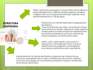 ESTRUCTURA
DENTINARIA
Tejido calcificado que posee una importante matriz orgánica;
posee alrededor de un 20% de materia orgánica, donde el
colágeno tipo I es el componente principal. Además, tiene
aproximadamente un 12% de agua
Proporciona un sustrato ideal para la degradación
bacteriana.
Durante el proceso de caries, el contenido mineral
de la dentina es disuelto, dejando la matriz orgánica
al descubierto a la descomposición mediada tanto
por enzimas bacterianas como por enzimas del
mismo hospedero, las MMPs (entre otras).
MMP’s, ante caídas del ph, promueven la
reabsorción y remodelación tisular, lo que en
definitiva lleva la progresión y prolongación
en el tiempo del fenómeno de caries dental
Adicionalmente, los túbulos dentinarios se disponen de manera tal que
favorecen la progresión de la caries a medida que esta avanza. Mientras
más cerca de la pulpa nos encontramos aumenta el número y el diámetro
de los túbulos dentinarios
 