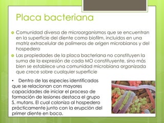 Placa bacteriana
 Comunidad diversa de microorganismos que se encuentran
en la superficie del diente como biofilm, incluidos en una
matriz extracelular de polímeros de origen microbianos y del
hospedero
 Las propiedades de la placa bacteriana no constituyen la
suma de la expresión de cada MO constituyente, sino más
bien se establece una comunidad microbiana organizada
que crece sobre cualquier superficie
• Dentro de las especies identificadas
que se relacionan con mayores
capacidades de iniciar el proceso de
formación de lesiones destaca el grupo
S. mutans. El cual coloniza al hospedero
prácticamente junto con la erupción del
primer diente en boca.
 