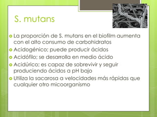 S. mutans
 La proporción de S. mutans en el biofilm aumenta
con el alto consumo de carbohidratos
 Acidogénico; puede producir ácidos
 Acidófilo; se desarrolla en medio ácido
 Acidúrico; es capaz de sobrevivir y seguir
produciendo ácidos a pH bajo
 Utiliza la sacarosa a velocidades más rápidas que
cualquier otro micoorganismo
 