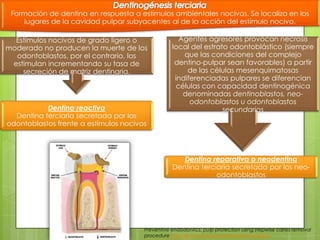 Preventive endodontics: pulp protection using stepwise caries removal
procedure http://scielo.isciii.es/scielo.php?pid=S0213-
Formación de dentina en respuesta a estímulos ambientales nocivos. Se localiza en los
lugares de la cavidad pulpar subyacentes al de la acción del estímulo nocivo.
Estímulos nocivos de grado ligero o
moderado no producen la muerte de los
odontoblastos, por el contrario, los
estimulan incrementando su tasa de
secreción de matriz dentinaria.
Dentina reactiva
Dentina terciaria secretada por los
odontoblastos frente a estímulos nocivos
Agentes agresores provocan necrosis
local del estrato odontoblástico (siempre
que las condiciones del complejo
dentino-pulpar sean favorables) a partir
de las células mesenquimatosas
indiferenciadas pulpares se diferencian
células con capacidad dentinogénica
denominadas dentinoblastos, neo-
odontoblastos u odontoblastos
secundarios
Dentina reparativa o neodentina
Dentina terciaria secretada por los neo-
odontoblastos
 