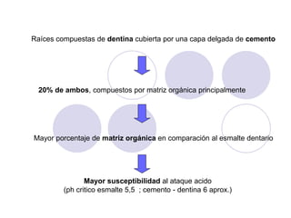 Raíces compuestas de dentina cubierta por una capa delgada de cemento
Mayor susceptibilidad al ataque acido
(ph critico esmalte 5,5 ; cemento - dentina 6 aprox.)
20% de ambos, compuestos por matriz orgánica principalmente
Mayor porcentaje de matriz orgánica en comparación al esmalte dentario
 