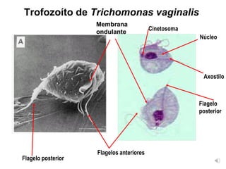 Seminario 6 PARTE 2. Protozoos intestinales y de cavidades.pdf