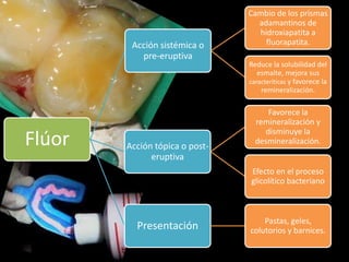 Flúor
Acción sistémica o
pre-eruptiva
Cambio de los prismas
adamantinos de
hidroxiapatita a
fluorapatita.
Reduce la solubilidad del
esmalte, mejora sus
caracteríticas y favorece la
remineralización.
Acción tópica o post-
eruptiva
Favorece la
remineralización y
disminuye la
desmineralización.
Efecto en el proceso
glicolítico bacteriano
Presentación Pastas, geles,
colutorios y barnices.
 