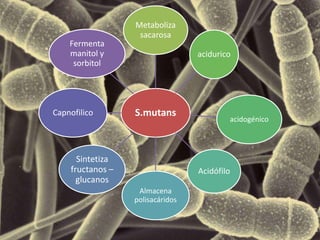 S.mutans
Metaboliza
sacarosa
acidurico
acidogénico
Acidófilo
Almacena
polisacáridos
Sintetiza
fructanos –
glucanos
Capnofilico
Fermenta
manitol y
sorbitol
 