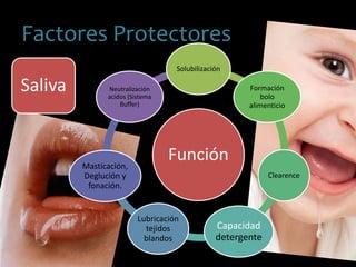 Función
Solubilización
Formación
bolo
alimenticio
Clearence
Capacidad
detergente
Lubricación
tejidos
blandos
Masticación,
Deglución y
fonación.
Neutralización
acidos (Sistema
Buffer)
Saliva
Factores Protectores
 