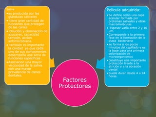 Factores
Protectores
Saliva:
•es producida por las
glándulas salivales
• tiene gran cantidad de
funciones que protegen
de las caries
• Dilución y eliminación de
azucares, capacidad
tampón, acción
antimicrobiana.
• también es importante
la calidad ya que cada
uno de sus componentes
desempeña una serie de
funciones específicas .
•Asociacion una mayor
viscosidad de la saliva
con una mayor
prevalencia de caries
dentales.
Película adquirida:
•Se define como una capa
acelular formada por
proteínas salivales y otras
macromoléculas
• Espesor varía entre 2 y 10
µm.
•Corresponde a la primera
fase en la formación de la
placa bacteriana
•se forma a los pocos
minutos del cepillado y es
la base para una primera
colonización de
microorganismos
•constituye una importante
protección frente a la
atrición y a la abrasión
dental
•puede durar desde 4 a 24
horas.
 