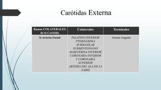 Ramas TERMINALES
de la Carótida
Colaterales Terminales
1) Arteria Temporal
Superficial
ARTERIA TRANSVERSAL DE
LA CARA
UN R...