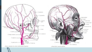Carótidas Internas
Al llegar al extremo anterior del seno
cavernoso, la arteria carótida interna se
dirige superior y post...
