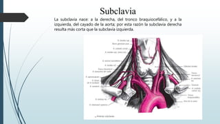 La subclavia nace: a la derecha, del tronco braquiocefálico, y a la
izquierda, del cayado de la aorta; por esta razón la s...