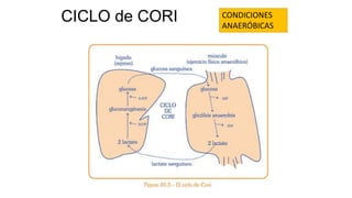 CICLO de CORI   CONDICIONES
                ANAERÓBICAS
 