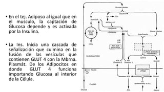 • En el tej. Adiposo al igual que en
  el musculo, la captación de
  Glucosa depende y es activada
  por la Insulina.

• La Ins. Inicia una cascada de
  señalización que culmina en la
  fusión de las vesículas que
  contienen GLUT 4 con la Mbrna.
  Plasmát. De los Adipocitos en
  donde GLUT 4 funciona
  importando Glucosa al interior
  de la Célula.
 