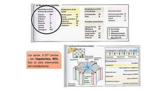 Los aprox. 3.1011 celulas
, son hepatocitos, 80%.
Son el sitio intermedio
del metabolismo
 