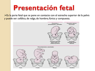 Es la parte fetal que se pone en contacto con el estrecho superior de la pelvis
y puede ser: cefálica, de nalga, de hombro, fúnica y compuesta.
 