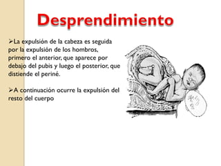 La expulsión de la cabeza es seguida
por la expulsión de los hombros,
primero el anterior, que aparece por
debajo del pubis y luego el posterior, que
distiende el periné.
A continuación ocurre la expulsión del
resto del cuerpo
 