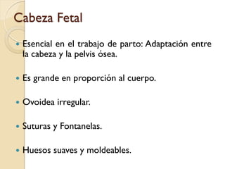 Cabeza Fetal
 Esencial en el trabajo de parto: Adaptación entre
la cabeza y la pelvis ósea.
 Es grande en proporción al cuerpo.
 Ovoidea irregular.
 Suturas y Fontanelas.
 Huesos suaves y moldeables.
 
