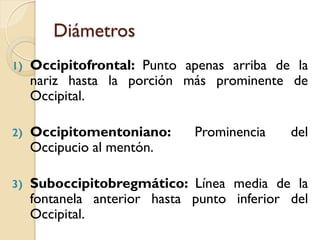 Diámetros
1) Occipitofrontal: Punto apenas arriba de la
nariz hasta la porción más prominente de
Occipital.
2) Occipitomentoniano: Prominencia del
Occipucio al mentón.
3) Suboccipitobregmático: Línea media de la
fontanela anterior hasta punto inferior del
Occipital.
 