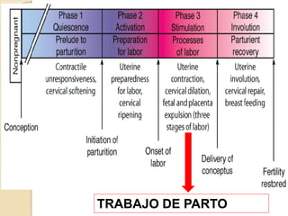 TRABAJO DE PARTO
 