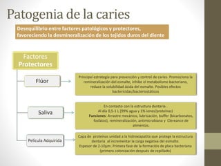 Patogenia de la caries
Factores
Protectores
Flúor
Saliva
Película Adquirida
Desequilibrio entre factores patológicos y protectores,
favoreciendo la desmineralización de los tejidos duros del diente
Principal estrategia para prevención y control de caries. Promociona la
remineralización del esmalte, inhibe el metabolismo bacteriano,
reduce la solubilidad ácida del esmalte. Posibles efectos
bactericidas/bacteriostáticos
En contacto con la estructura dentaria .
Al día 0,5-1 L (99% agua y 1% iones/proteínas)
Funciones: Arrastre mecánico, lubricación, buffer (bicarbonatos,
fosfatos), remineralización, antimicrobiana y Clereance de
alimentos.
Capa de proteínas unidad a la hidroxiapatita que protege la estructura
dentaria al incrementar la carga negativa del esmalte.
Espesor de 2-10μm. Primera fase de la formación de placa bacteriana
(primera colonización después de cepillado)
 