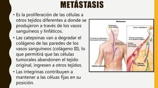 METÁSTASIS
• Es la proliferación de las células a
otros tejidos diferentes a donde se
produjeron a través de los vasos
sanguíneos y linfáticos.
• Las catepsinas van a degradar el
colágeno de las paredes de los
vasos sanguíneos (colágeno III), lo
que permitirá que las células
tumorales abandonen el tejido
original, ingresen a otros tejidos.
• Las integrinas contribuyen a
mantener a las céluas fijas en su
posición.
 